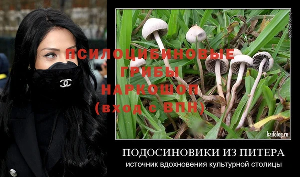 прущие грибы Горно-Алтайск